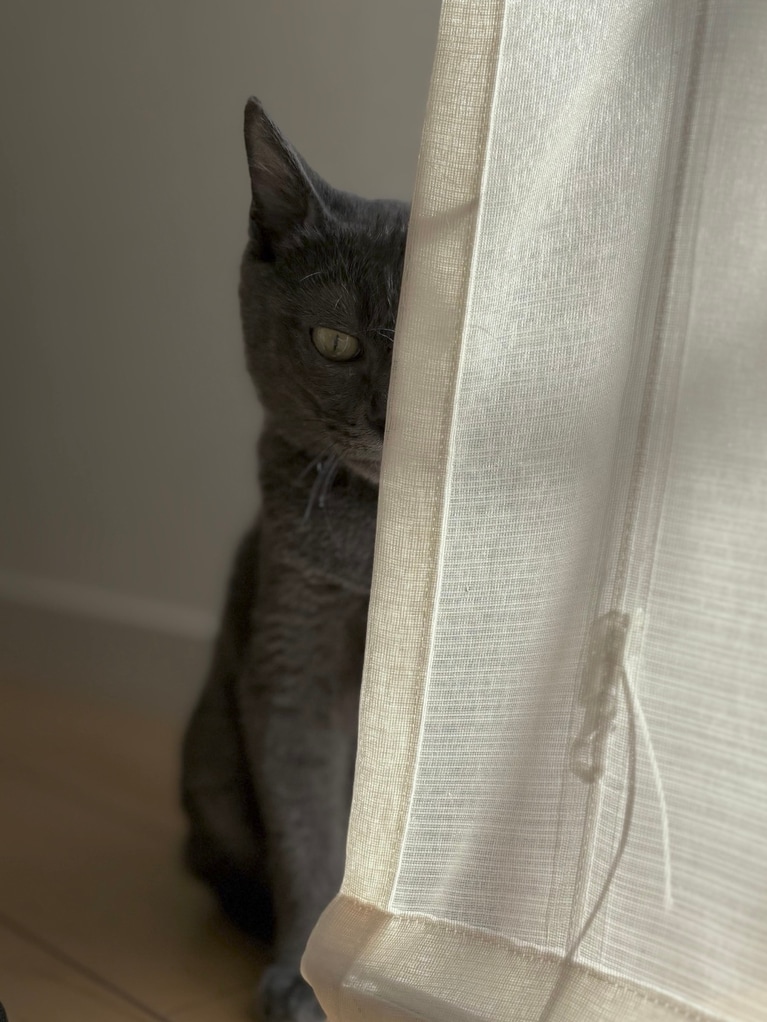 ステラ ♂ 4カ月。「天真爛漫で遊ぶことが大好きなステラ。起きている間はとにかく動いていたいお年頃。そんなステラの大人な雰囲気の貴重なショットです♡」（飼い主さんより）。