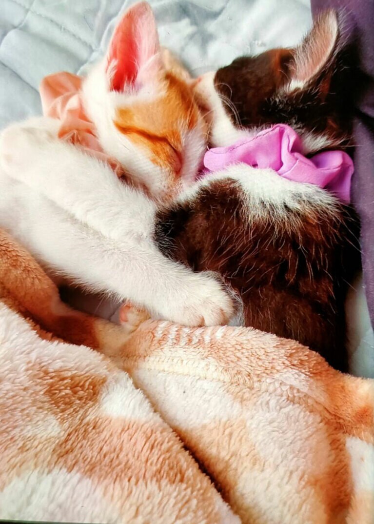 おもち ♀ 生後3か月。ぽてち ♀ 生後3か月。いつでも仲良し。