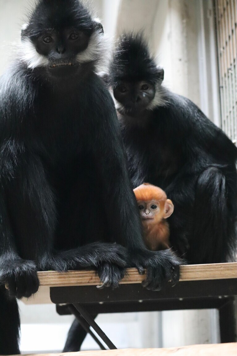 フランソワルトンは群れのメスが力を合わせて育児をする。4月29日撮影のミント／写真提供＝ズーラシア