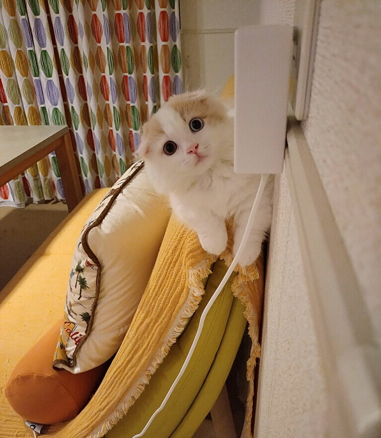 りん ♂ 0歳。まだ生後4カ月のりんは私がキッチンに行くと唯一登れる高さのソファーの背中に登ってこっちを見ています（ゆうちゃんさん）