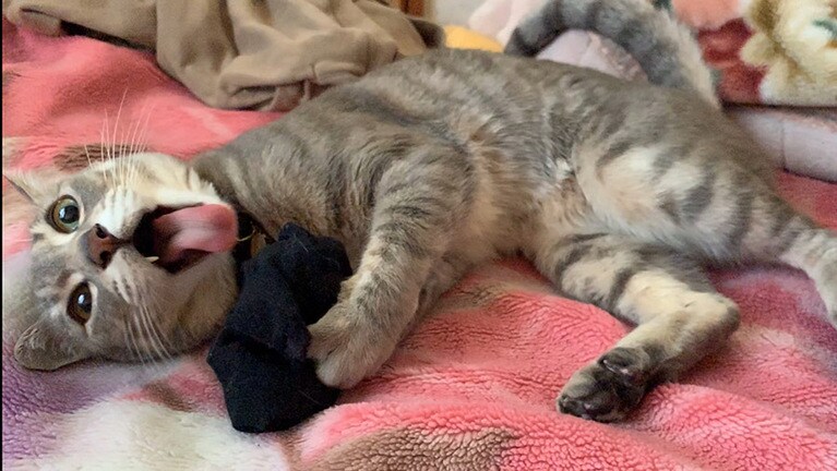 せん ♂ 5歳。靴下を弄んでいる可愛い写真を撮るはずが、なぜこうなった…笑