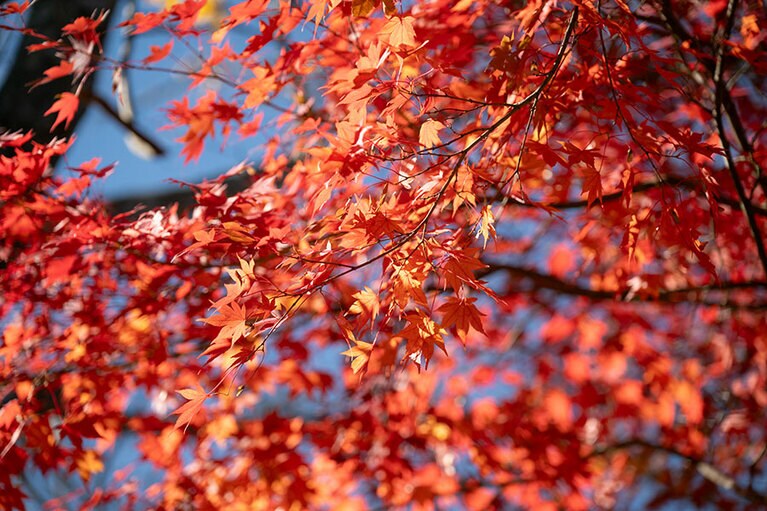 青空と赤・黄に染まる紅葉のコントラストが綺麗！