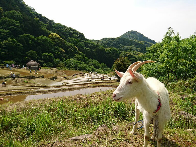 石部田植え祭。