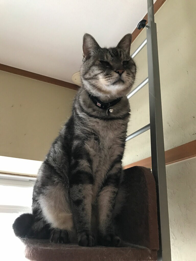 dunk ♂ 18歳。生後2カ月から一緒でした。10歳の時に癌になりましたが乗り越えてくれました。18歳になってもタワーの最上階まで登っていました。本当に穏やかで賢くて優しくて人間ぽいdunkは私の大切な家族てしたが、昨年の夏に19歳のお誕生日を目前に虹の橋を渡りました。dunk、本当にママのところに来てくれてありがとう、今も愛してるよ……（nyuu nyuuさん）