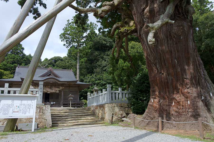 樹齢千数百年とされる八百杉が迎えてくれる、玉若酢命神社。