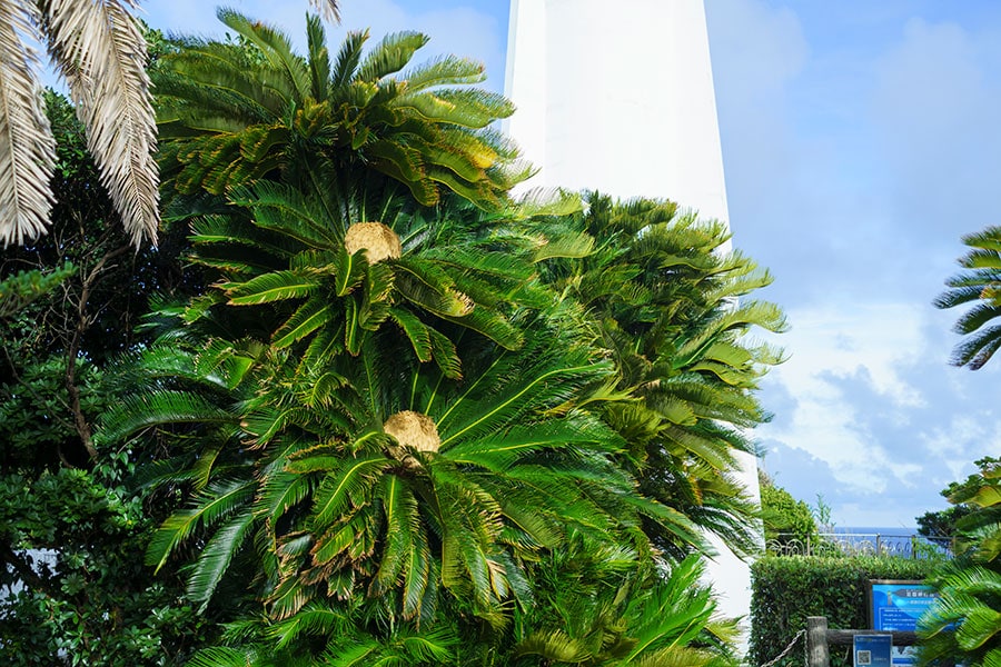 灯台のふもとには南国の緑が広がる。