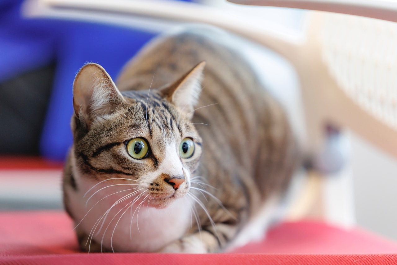 会議室の窓から外を眺めるドロンパくん。