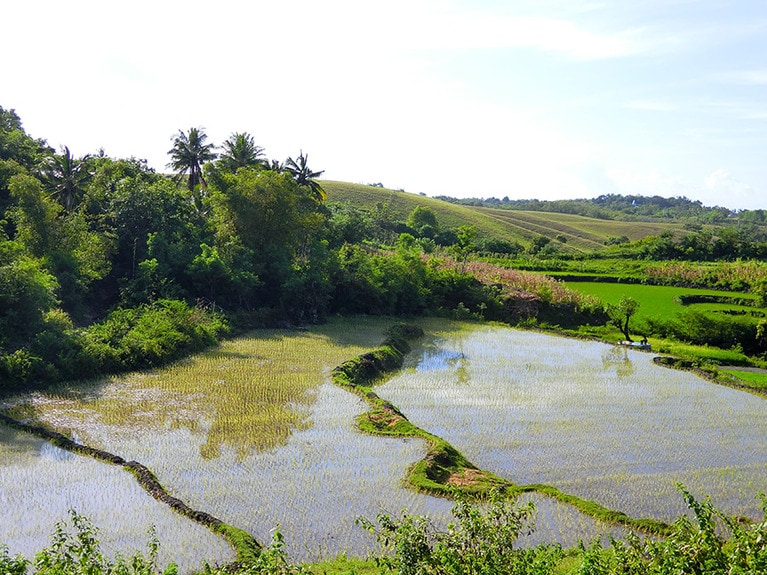 青空を映す棚田は、バリ島にも似た風景。でも、この島には独特の精霊信仰や文化がある。