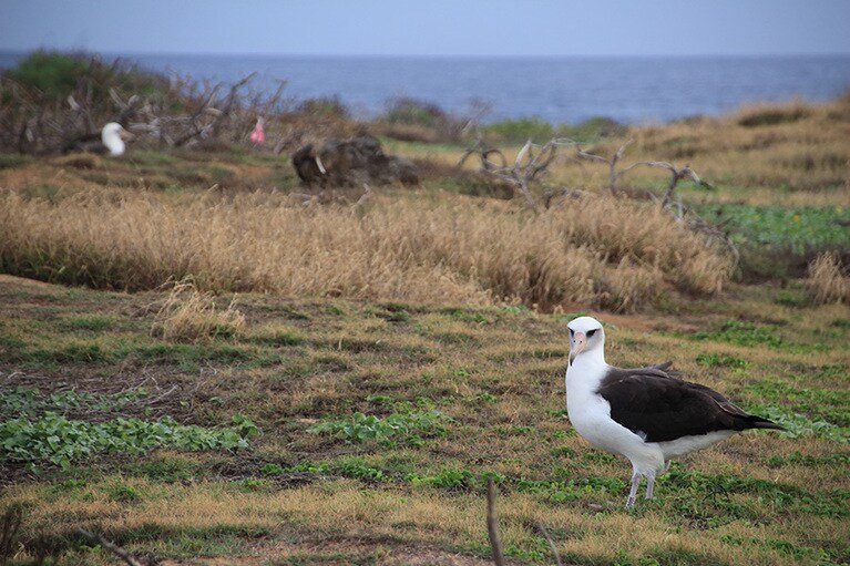 早速にハワイ諸島に多く生息しているコアホウドリに遭遇！