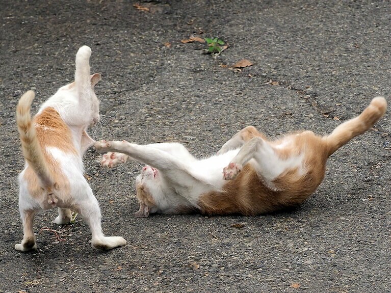 「アタシに勝とうだニャンて……22万年早いのニャ!!」「姉ちゃん！ ごめんニャさい！ ボクが悪かったのニャ！」