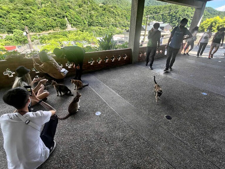 猫に近寄って撮影を楽しめるところが人気の「猴硐」。