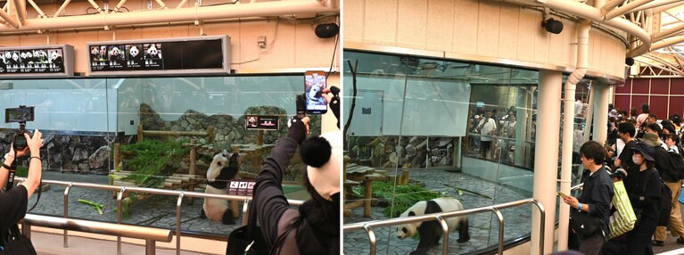 「ブリーディングセンター」の彩浜（左）と良浜。2025年6月27日（金）。