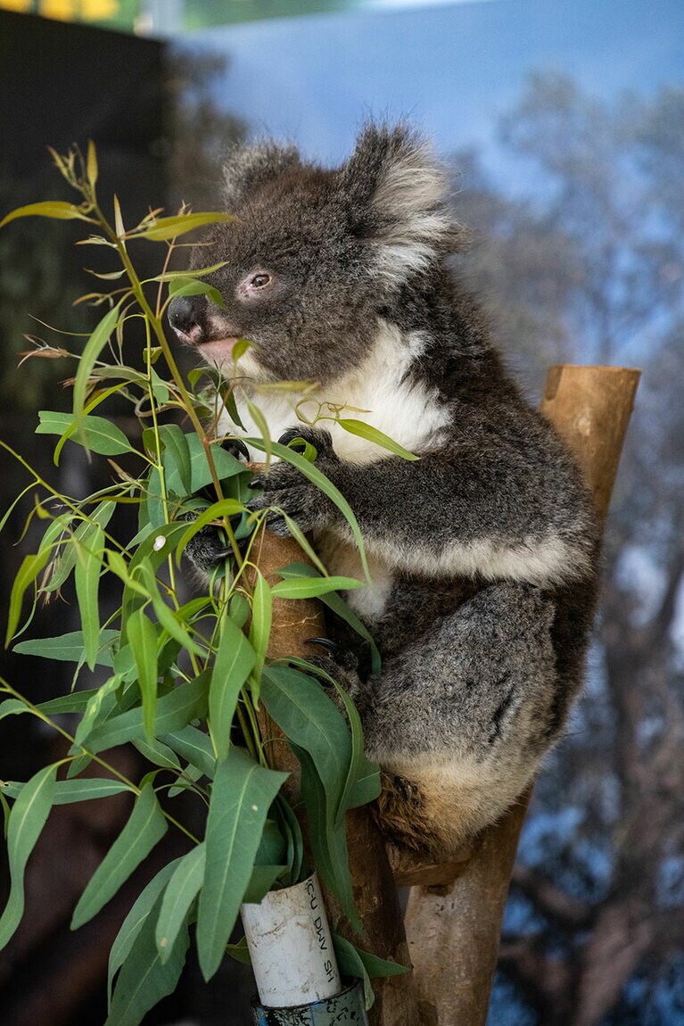 威厳あるコアラ。