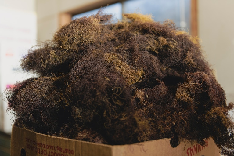 原料として使用されるいご草。