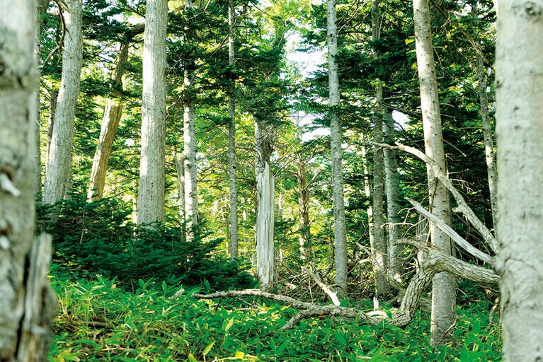 「何もしない、をするために山に行く」