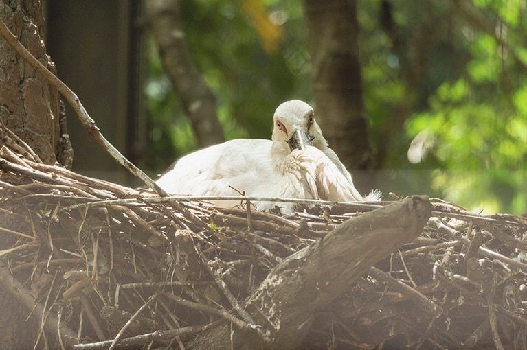 コウノトリ。幸せを運んでくる鳥と言い伝えられています。2019年4月には、ズーラシアで13年ぶりにコウノトリの赤ちゃんが誕生しました。日本の特別天然記念物に指定されているコウノトリは、国により繁殖計画が行われています。