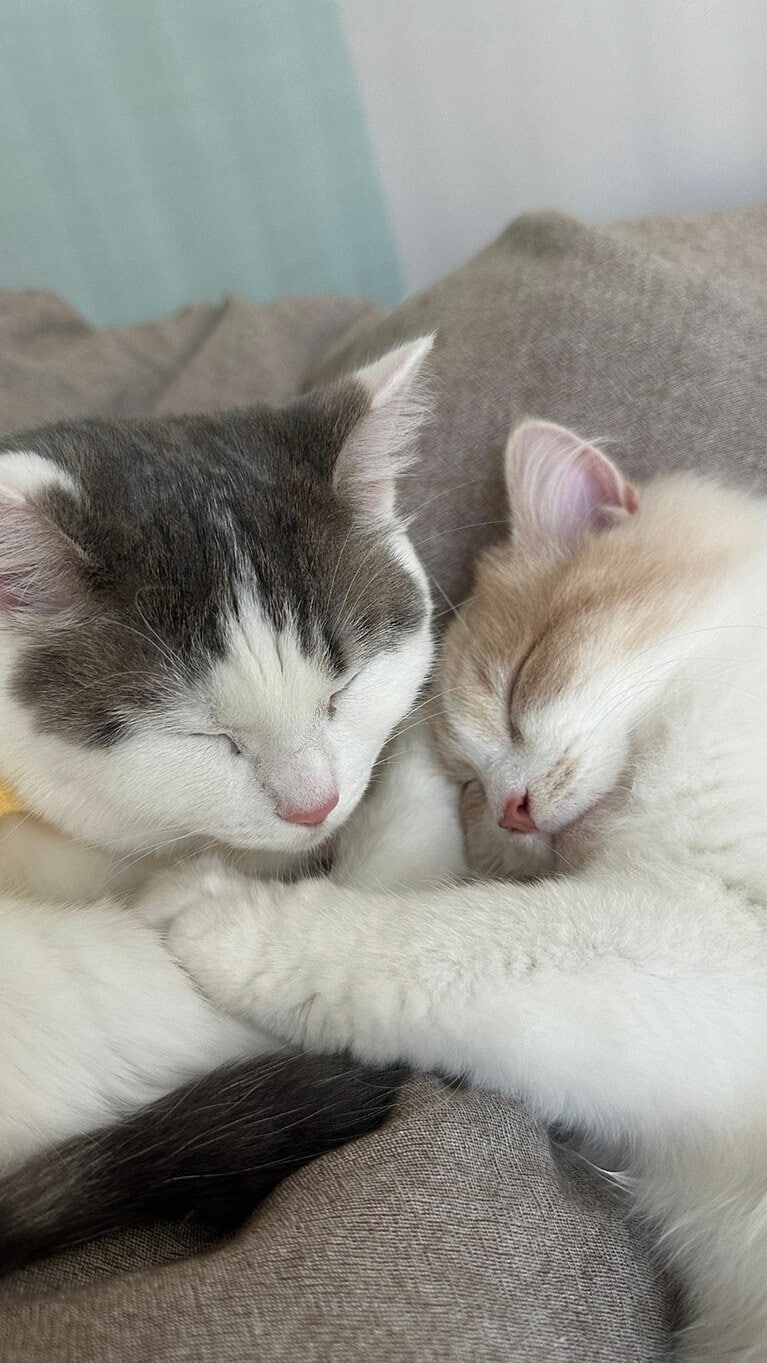 メソ ♂ 1歳。普段はあまり一緒に遊んだりしたい2匹が一緒に寝てる貴重なショット（やまぐさん）