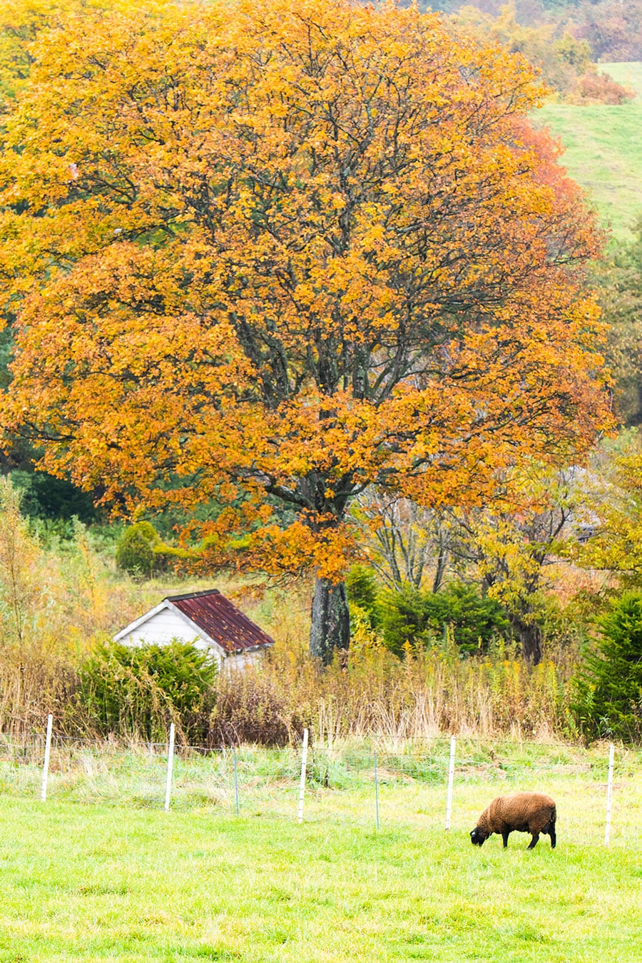 こちらも「ハイジ牧場」。10月になると、木々が紅葉して一気に秋らしい趣に。