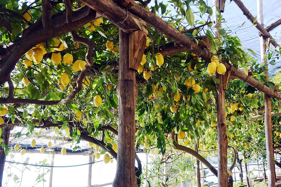 傾斜を覆うレモン畑。日本のものよりも大ぶり。