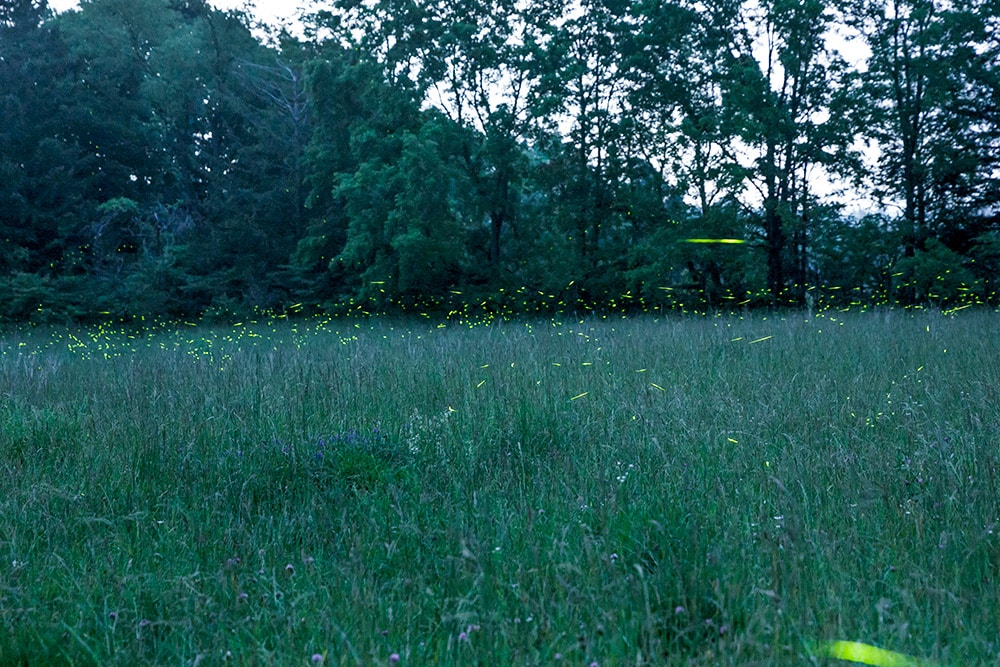 ツリーハウスに面した草原で見た無数の蛍の点滅。ピークは毎年、6月中の約1週間とのこと。