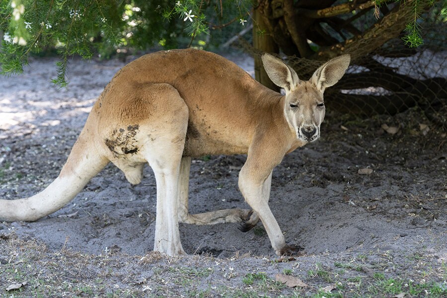 カンガルー。