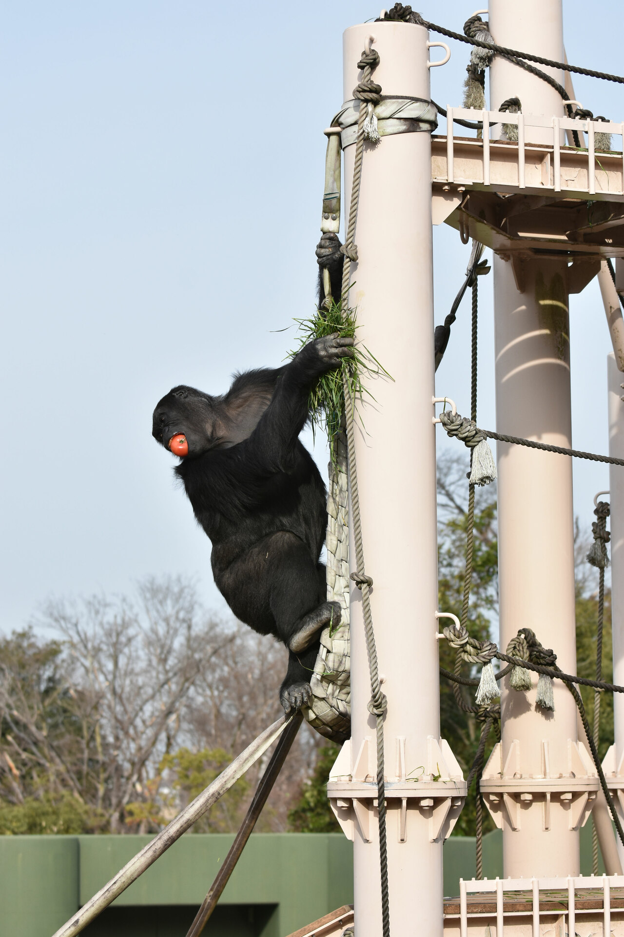 アイ。写真提供＝名古屋市東山動植物園