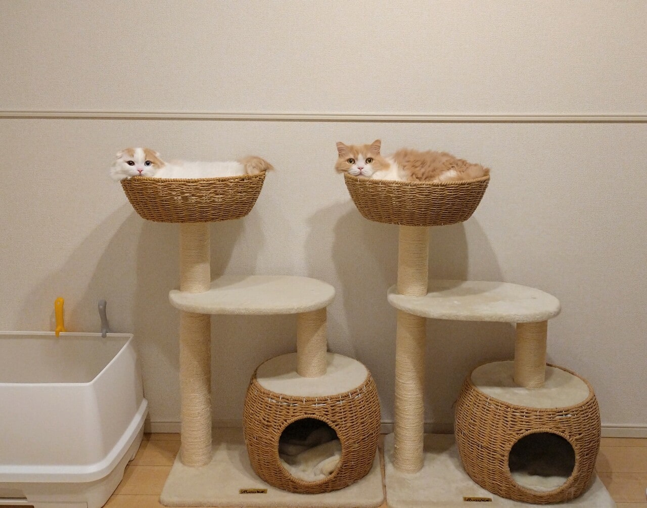 オンリーワン部門4位：左：りん ♂ 1歳、右：わらび ♂ 10歳。