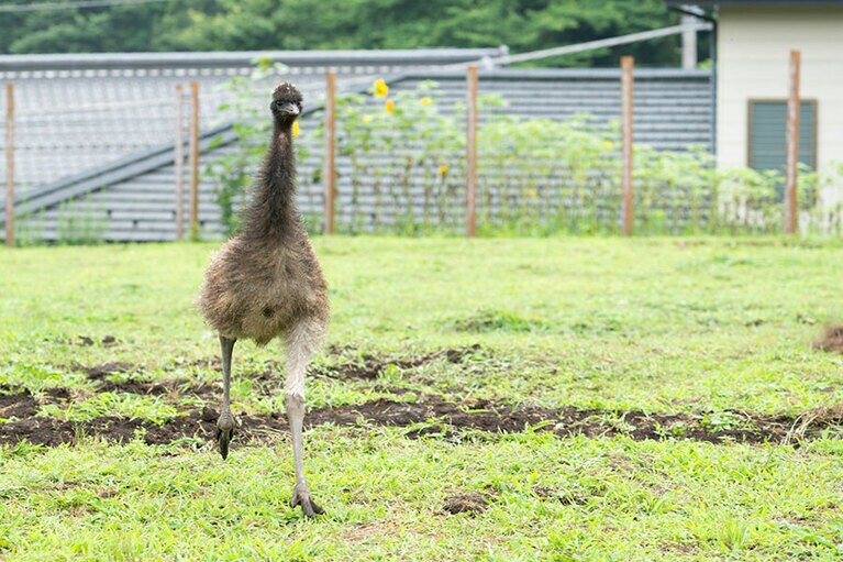 エミュー。