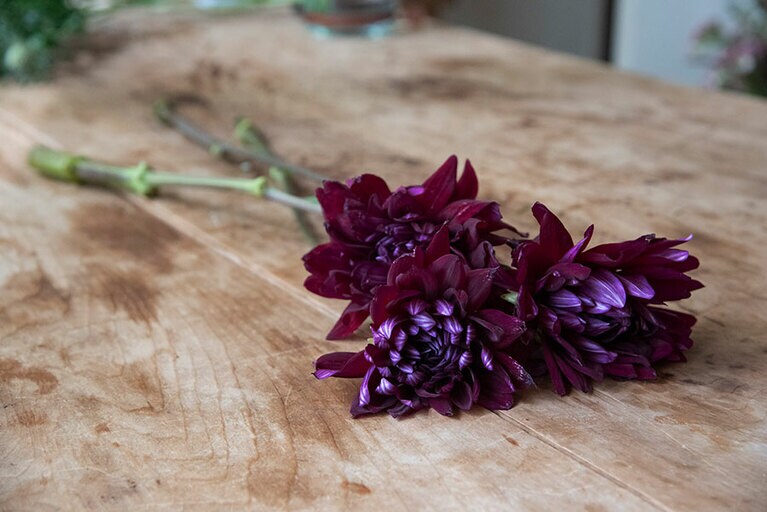 ダリア(黒蝶)。