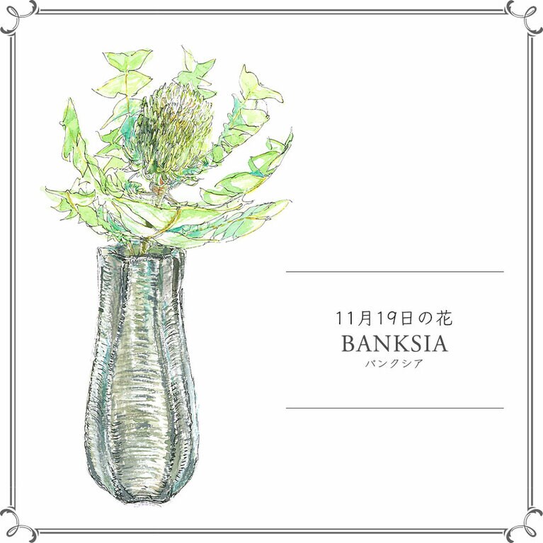 11月19日の花「バンクシア」