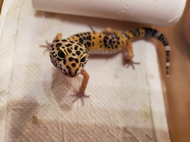 以前飼っていたクマーちゃん。