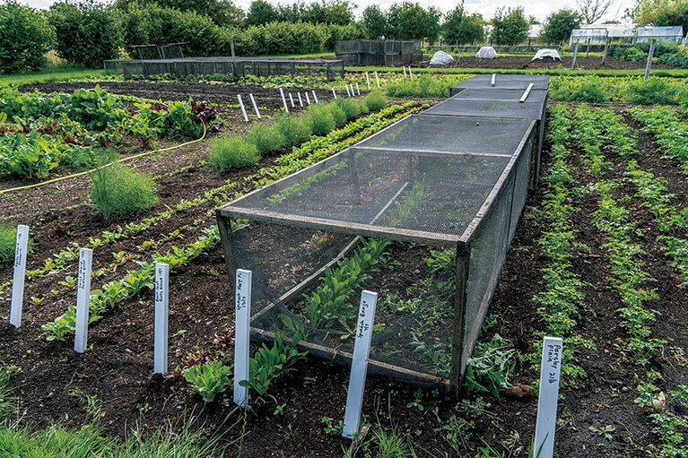 敷地内の菜園ではラズベリーやブラックベリーなど果物も栽培。