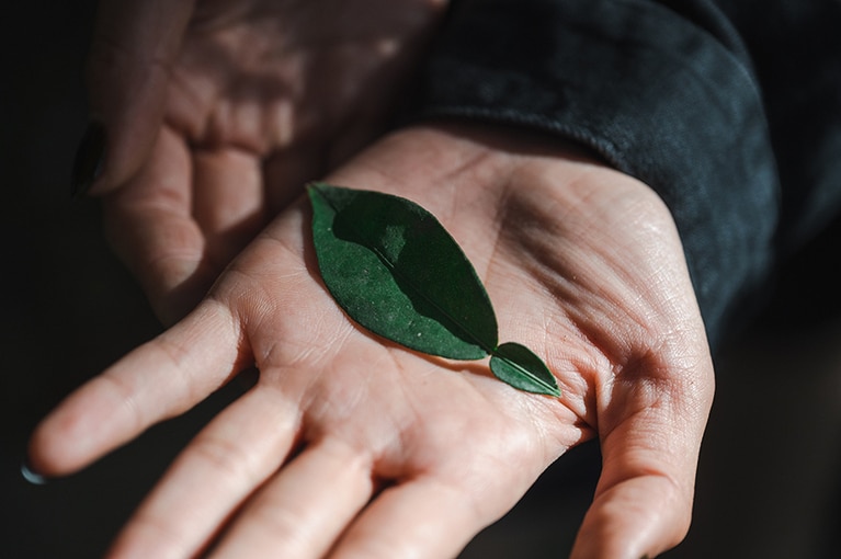 柚子の葉はくびれがあって形が個性的。かいしきや料理の飾りとしても昔から親しまれている。