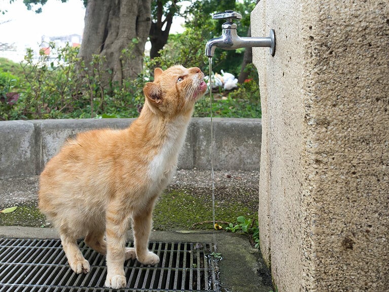 vol.048「蛇口から出る新鮮な水は美味いのニャ～♪」