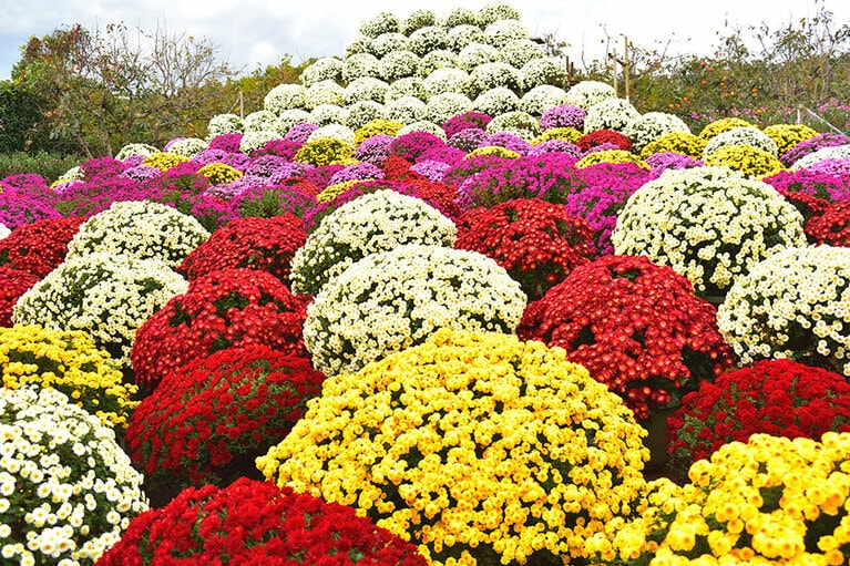 小田原のざる菊園。