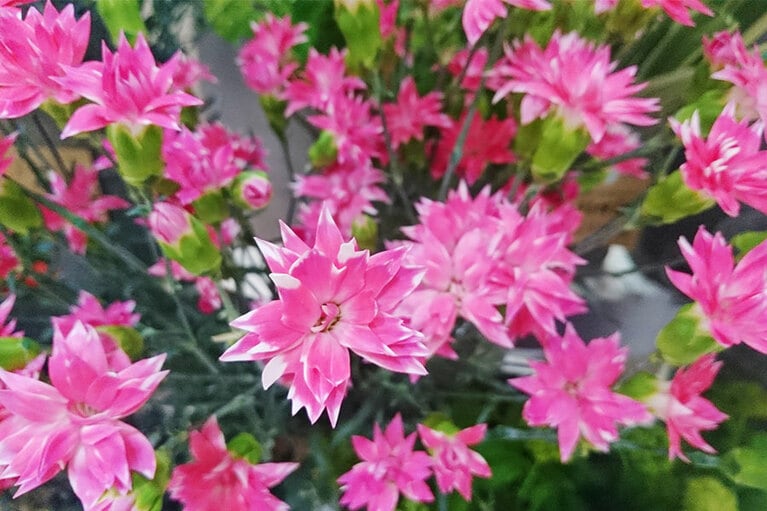 星のような花がいくつも咲くスター咲きのカーネーション。