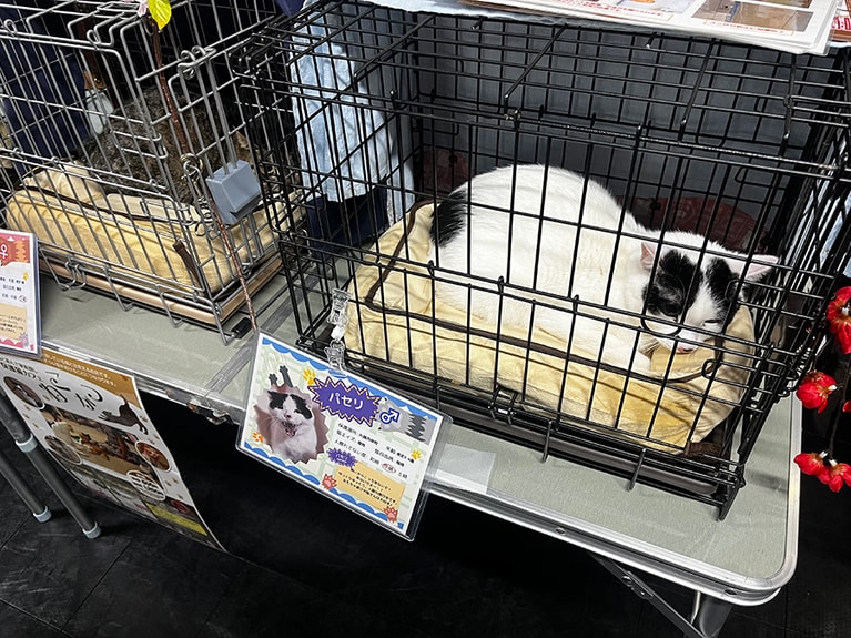 猫それぞれの紹介パネルには、「人馴れしていない度」が明記されています！