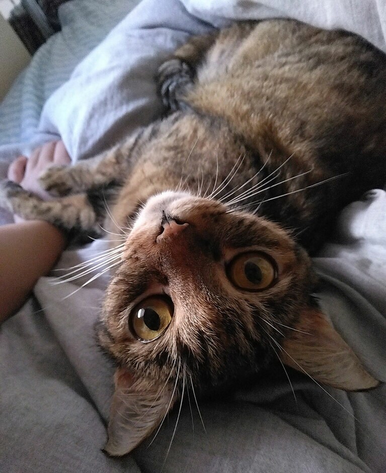 チビ子 ♀ 8歳。毎日ではありませんが、気が向くと一緒に寝てくれます。私が一番幸せな瞬間です。