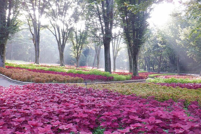 【埼玉県】国営武蔵丘陵森林公園のコリウス。