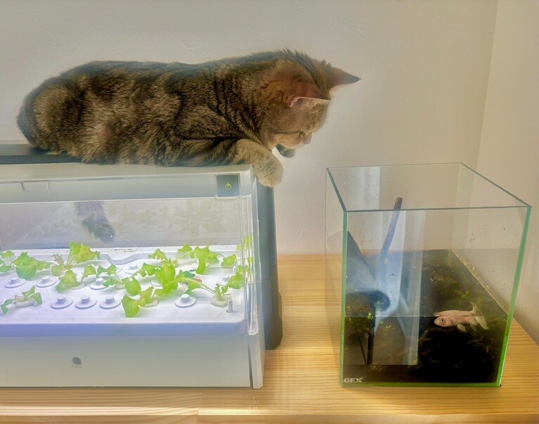 ぽちゃ ♂ 7カ月。金魚が気になる様子。ぽちゃは穏やかな性格なので見てるだけ（しあぽったんさん）