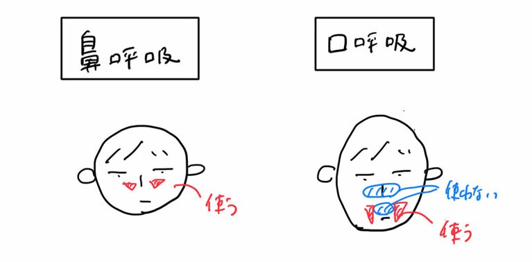 鼻呼吸で使う鼻横の筋肉を口呼吸では使わない。