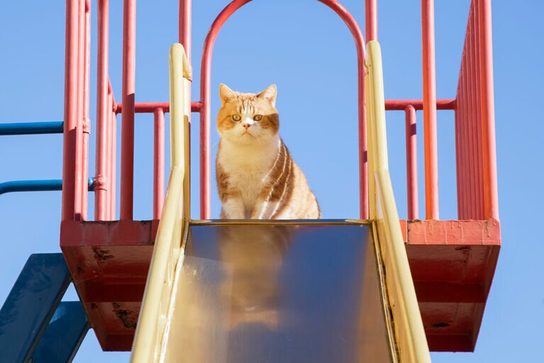 ©2022「ねこ物件」製作委員会