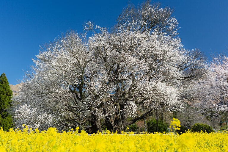 【熊本県】一心行の大桜。
