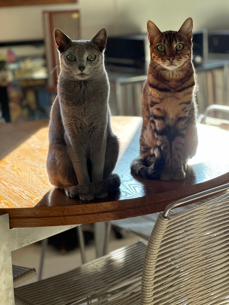 1匹目：ニーナ、2匹目：シモン ♀ 3歳。朝日に照らされた猫神様です♡（terryさん）