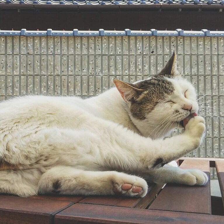 にゃんちゃん ♀ 20歳。まさにネコ！ という仕草と表情です。