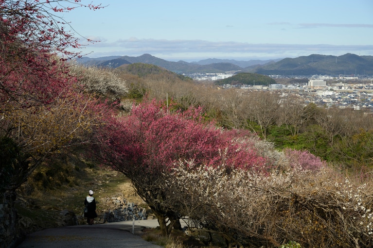 《早春の絶景散歩》紅白の梅の先には瀬戸内海、園内には古墳も！西日本随一の梅の名所「綾部山梅林」へ【兵庫県】