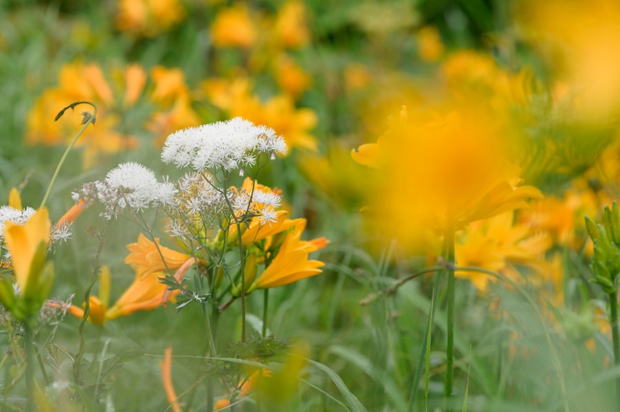 トビシマカンゾウとともに涼しげに白い花を咲かせているのはカラマツソウ。花火のようにはじけた白いおしべが特徴的です。
