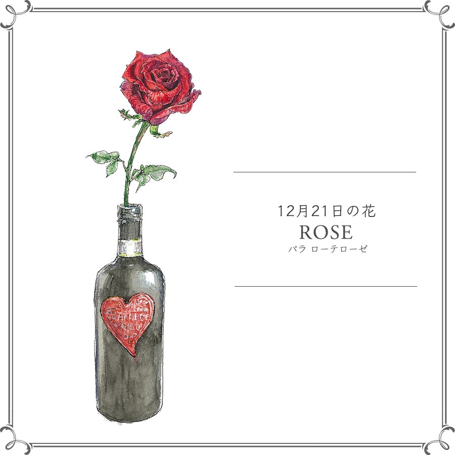 12月21日の花「バラ ローテローゼ」
