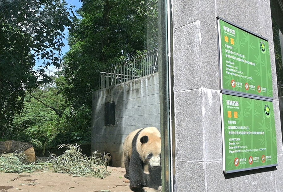 現在シャンシャンがいるパンダ舎で暮らしていた頃のヤオマンとユェンユェン。2023年6月12日（月）撮影。