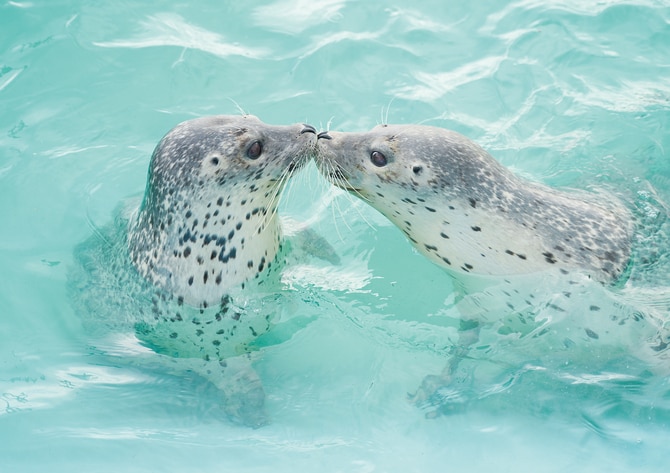 もう会わないのが彼らの幸せ…」2024年、日本中を熱狂させた「アザラシ